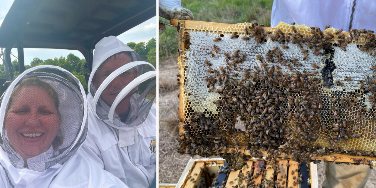 Beekeeping 101 with an Accidental Beekeeper