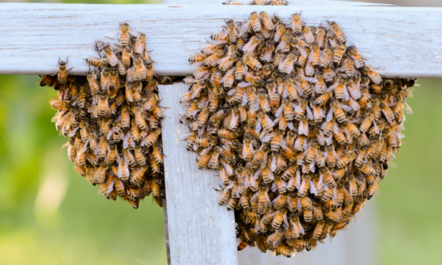 Dangerous Bee Sting Allergy Symptoms You Need to Know