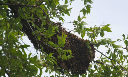 How To Capture The Wild…Bees