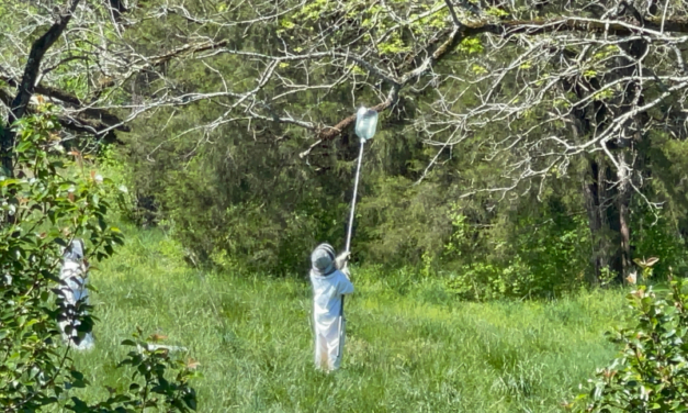 Future Beekeepers: Teaching Kids How To Succeed